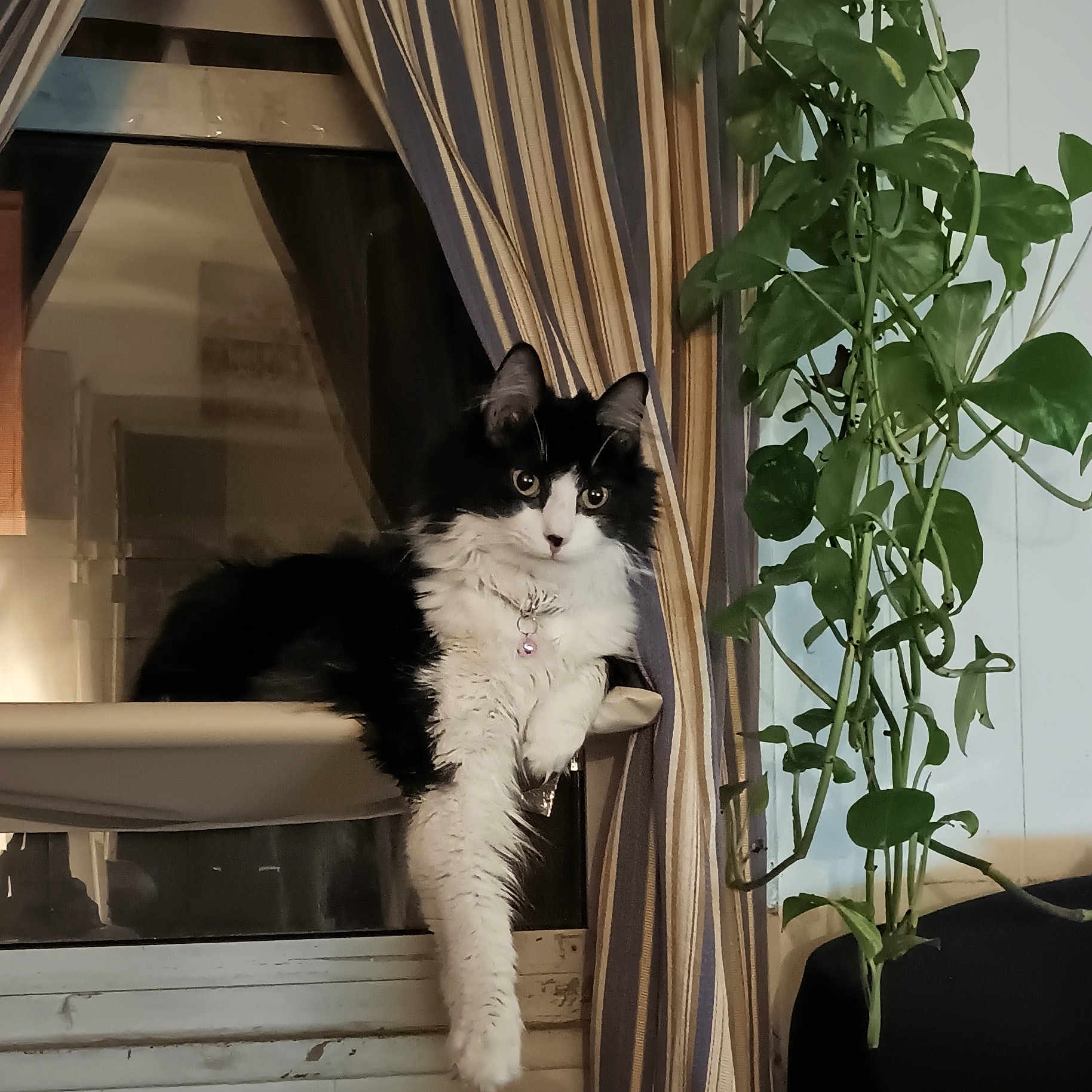 Lily Mae joined the competition — help win amazing prizes! animal, black_and_white, cat, cozy, curtains, dangling_paw, domestic, feline, fluffy, green_leaves, home, indoor, perch, pet, plant, portrait, relaxed, resting, striped_curtains, window
