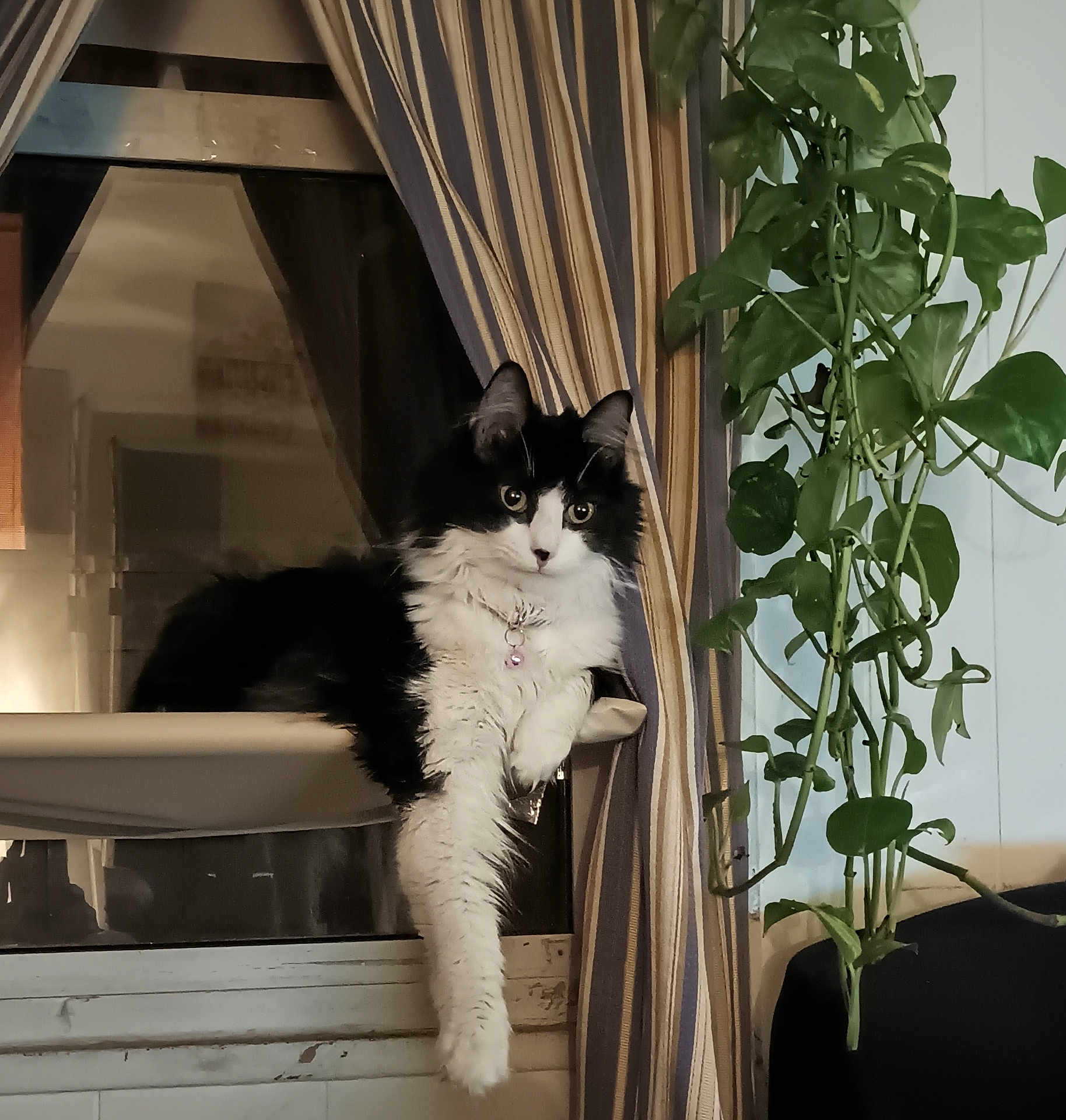Lily Mae joined the competition — help win amazing prizes! cat, black_and_white, window, curtains, plant, indoor, pet, feline, relaxed, perch, dangling_paw, striped_curtains, green_leaves, home, cozy, animal, domestic, fluffy, portrait, resting