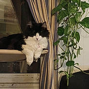 Lily Mae joined the competition — help win amazing prizes! cat, fluffy, black_and_white, perch, striped_curtain, indoor, window, plant, green_leaves, relaxing, pet, feline, domestic_animal, cozy, hanging_plant, fur, resting, home, curtain, animal