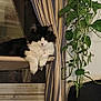 animal, black_and_white, cat, cozy, curtain, domestic_animal, feline, fluffy, fur, green_leaves, hanging_plant, home, indoor, perch, pet, plant, relaxing, resting, striped_curtain, window