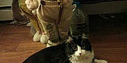 Lily Mae is registered to the contest to win money with this photo: cat, black_and_white, fluffy, lying_down, wooden_floor, stuffed_bunny, doll, spring, indoor, decor, toy, plush, floor, animal, pet, fur, whiskers, collar, cute, relaxed