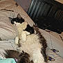 Lily Mae joined the competition — help win amazing prizes! cat, sleeping, bed, bedding, pillow, black_and_white_cat, fluffy_cat, dark_cat, indoor, pet, relaxed, nap, home, feline, fur, resting, Baltimore_Ravens, sports_team, cozy, animal