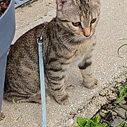 Oz participe au concours pour gagner de l'argent avec cette photo : animal, cat, closeup, concrete, curious, daylight, domestic_cat, feline, greenery, harness, kitten, leash, nature, outdoor, pet, plants, side_view, sitting, tabby, young