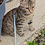 animal, cat, closeup, concrete, curious, daylight, domestic_cat, feline, greenery, harness, kitten, leash, nature, outdoor, pet, plants, side_view, sitting, tabby, young