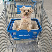 Honey is registered to the contest to win money with this photo: dog, shopping_cart, shopping_basket, store, indoor, pet, small_dog, pink_collar, metal_cart, concrete_floor, retail, animal, cute, fur, looking, curious, container, walmart, blue, pet_in_cart