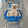 dog, shopping_cart, shopping_basket, store, indoor, pet, small_dog, pink_collar, metal_cart, concrete_floor, retail, animal, cute, fur, looking, curious, container, walmart, blue, pet_in_cart