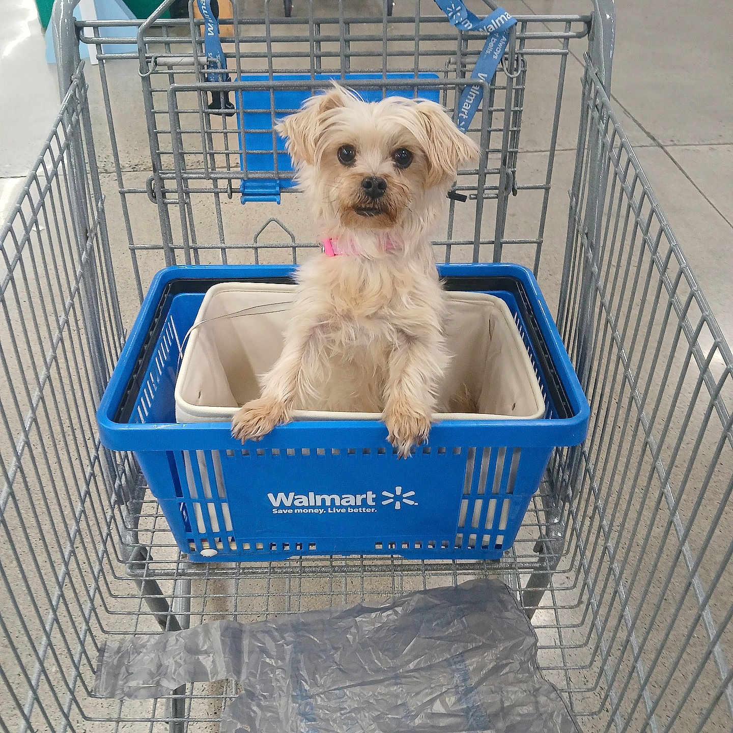 Honey is registered to the contest to win money with this photo: animal, blue, concrete_floor, container, curious, cute, dog, fur, indoor, looking, metal_cart, pet, pet_in_cart, pink_collar, retail, shopping_basket, shopping_cart, small_dog, store, walmart