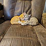 kitten, cat, sleeping, snuggling, orange_cat, gray_tabby, chair, leather, pet, cute, animal, feline, cozy, domestic_cat, resting, two_animals, indoor, friendship, soft, warm