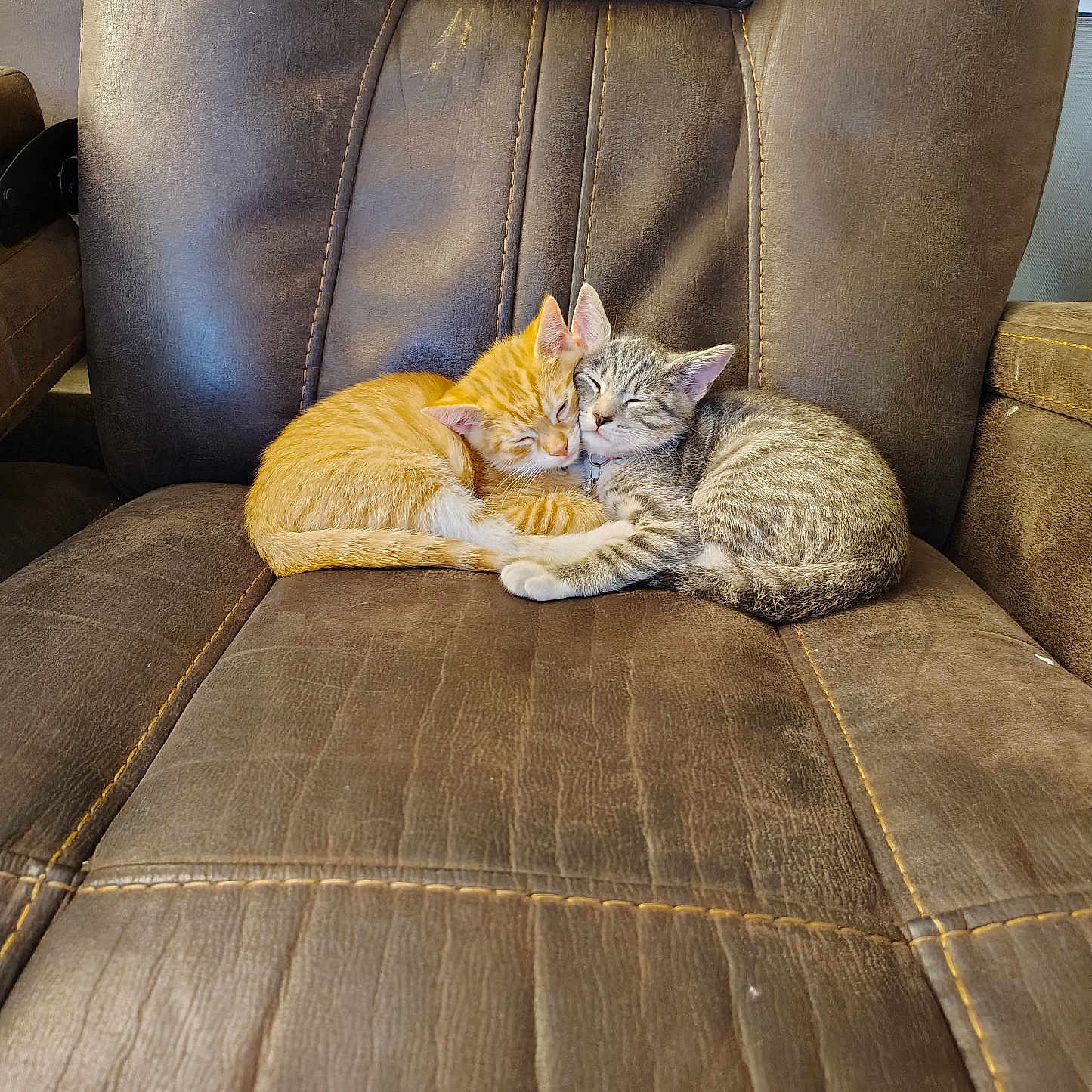 Smokey And Waffles joined the competition — help win amazing prizes! animal, cat, chair, cozy, cute, domestic_cat, feline, friendship, gray_tabby, indoor, kitten, leather, orange_cat, pet, resting, sleeping, snuggling, soft, two_animals, warm