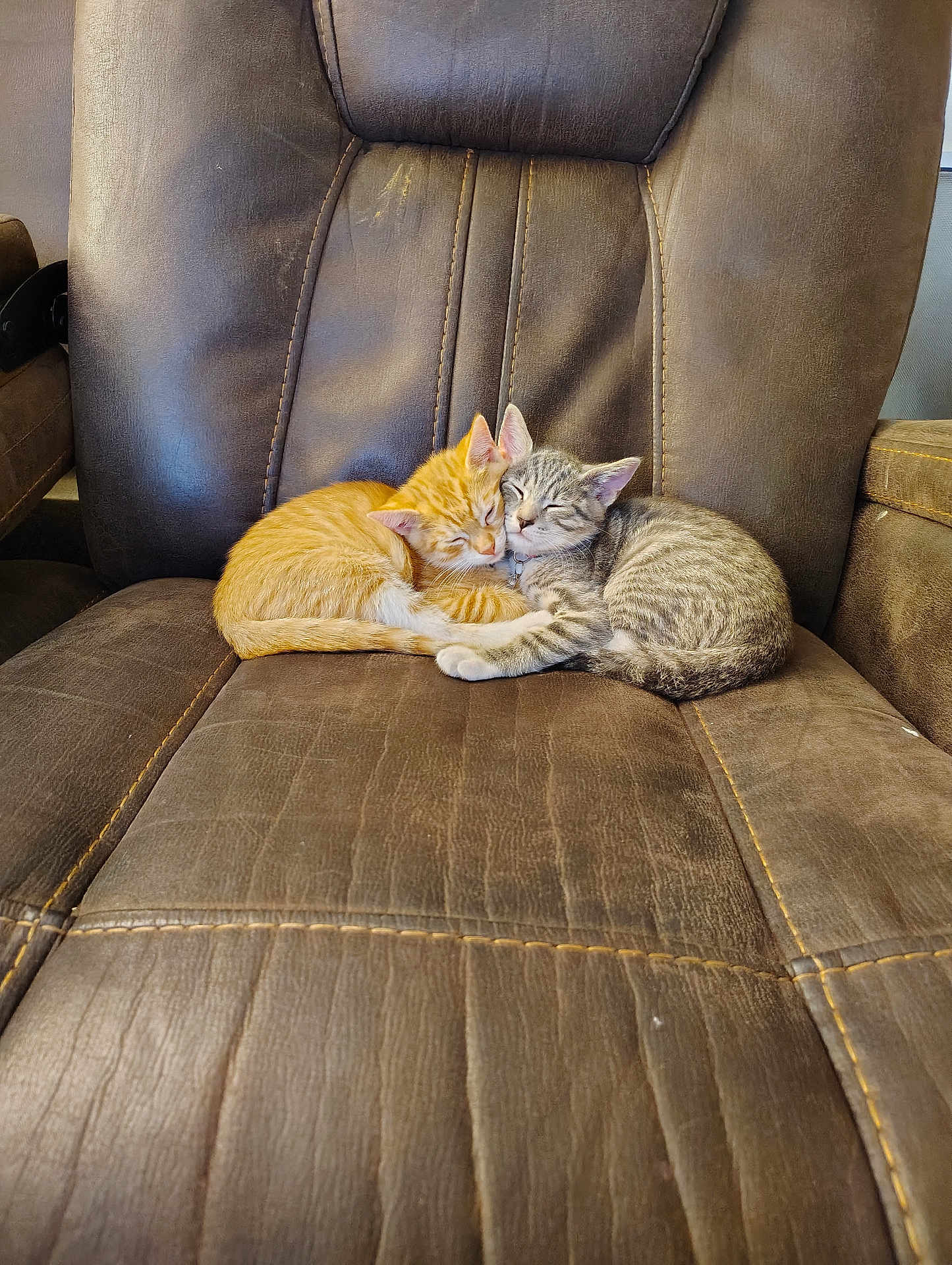 Smokey And Waffles joined the competition — help win amazing prizes! kitten, cat, sleeping, snuggling, orange_cat, gray_tabby, chair, leather, pet, cute, animal, feline, cozy, domestic_cat, resting, two_animals, indoor, friendship, soft, warm