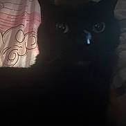 Dom is registered to the contest to win money with this photo: black_cat, cat, pet, animal, indoor, curtain, pattern, shadow, dark, eyes, whiskers, feline, mystery, cozy, bed, blanket, soft_light, close_up, background, cute