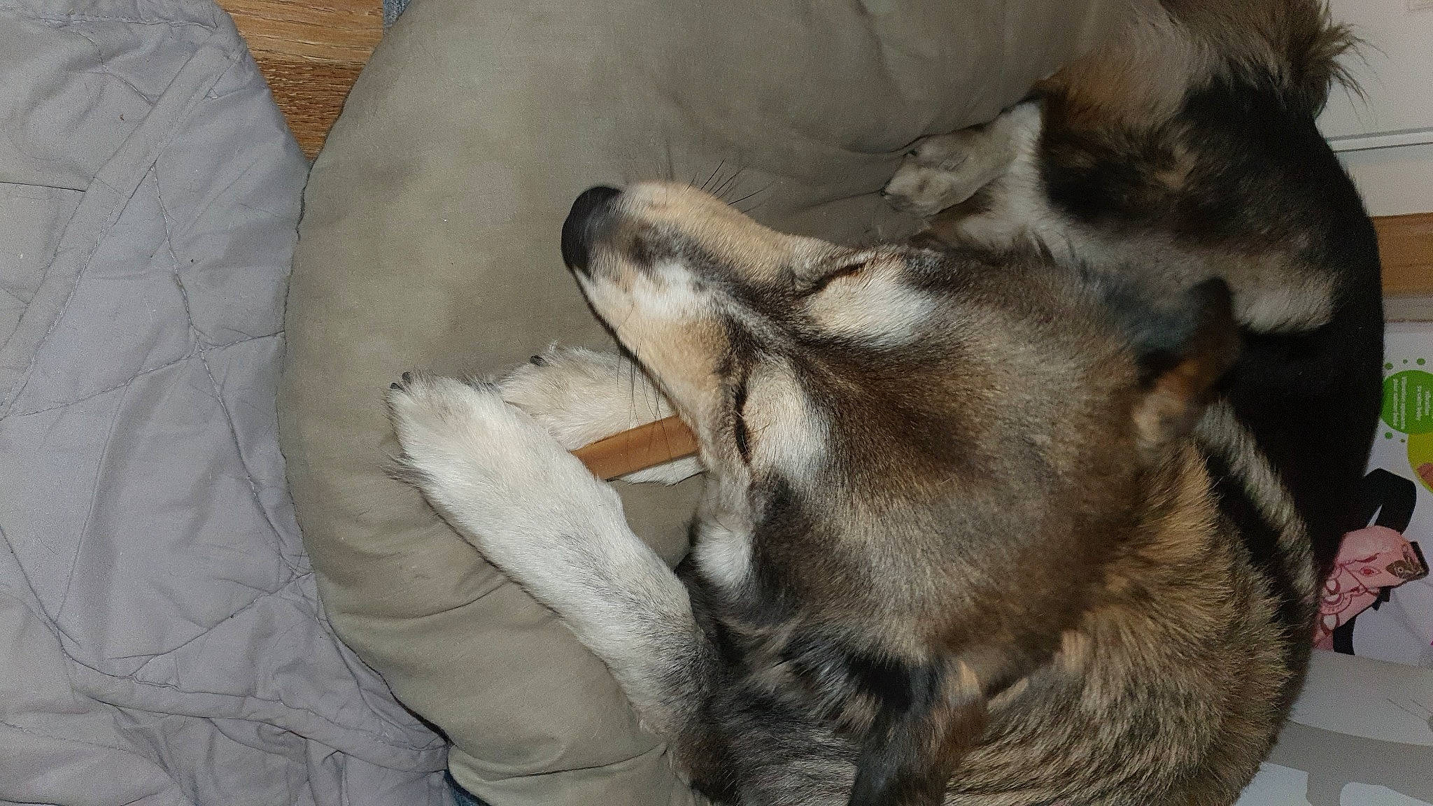 Heiko participe au concours pour gagner de l'argent avec cette photo : canidae, carnivore, claw, comfort, companion_dog, dog, dog_breed, fawn, felidae, fur, nap, paw, siberian_husky, small_to_medium_sized_cats, snout, sporting_group, street_dog, tail, whiskers, wolf