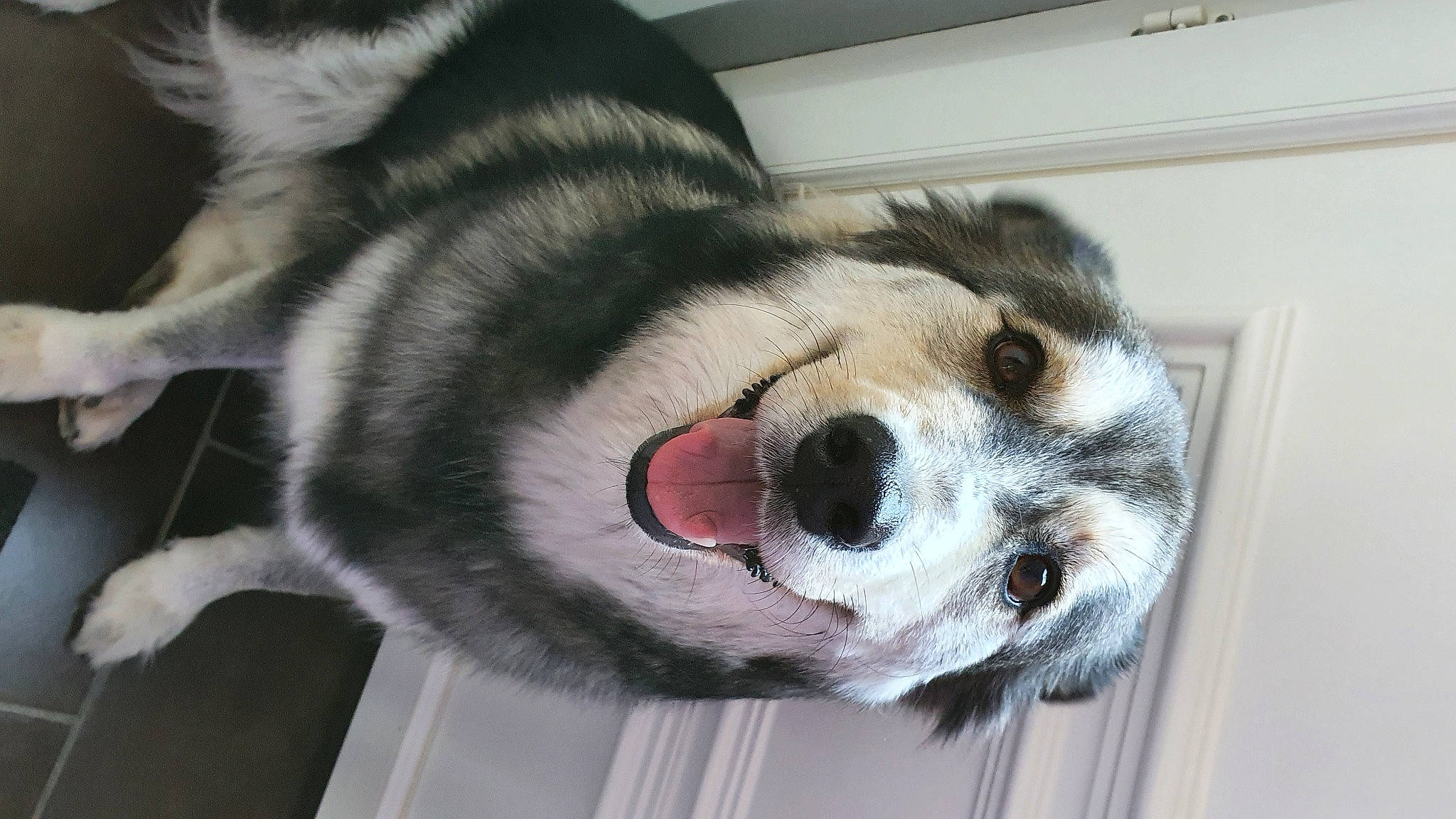 Heiko a rejoint le concours — aidez-le/la à gagner de superbes lots ! canidae, carnivore, collar, comfort, companion_dog, dog, dog_breed, eye, fawn, foot, fur, head, jaw, paw, snout, sporting_group, tail, terrestrial_animal, whiskers, working_animal