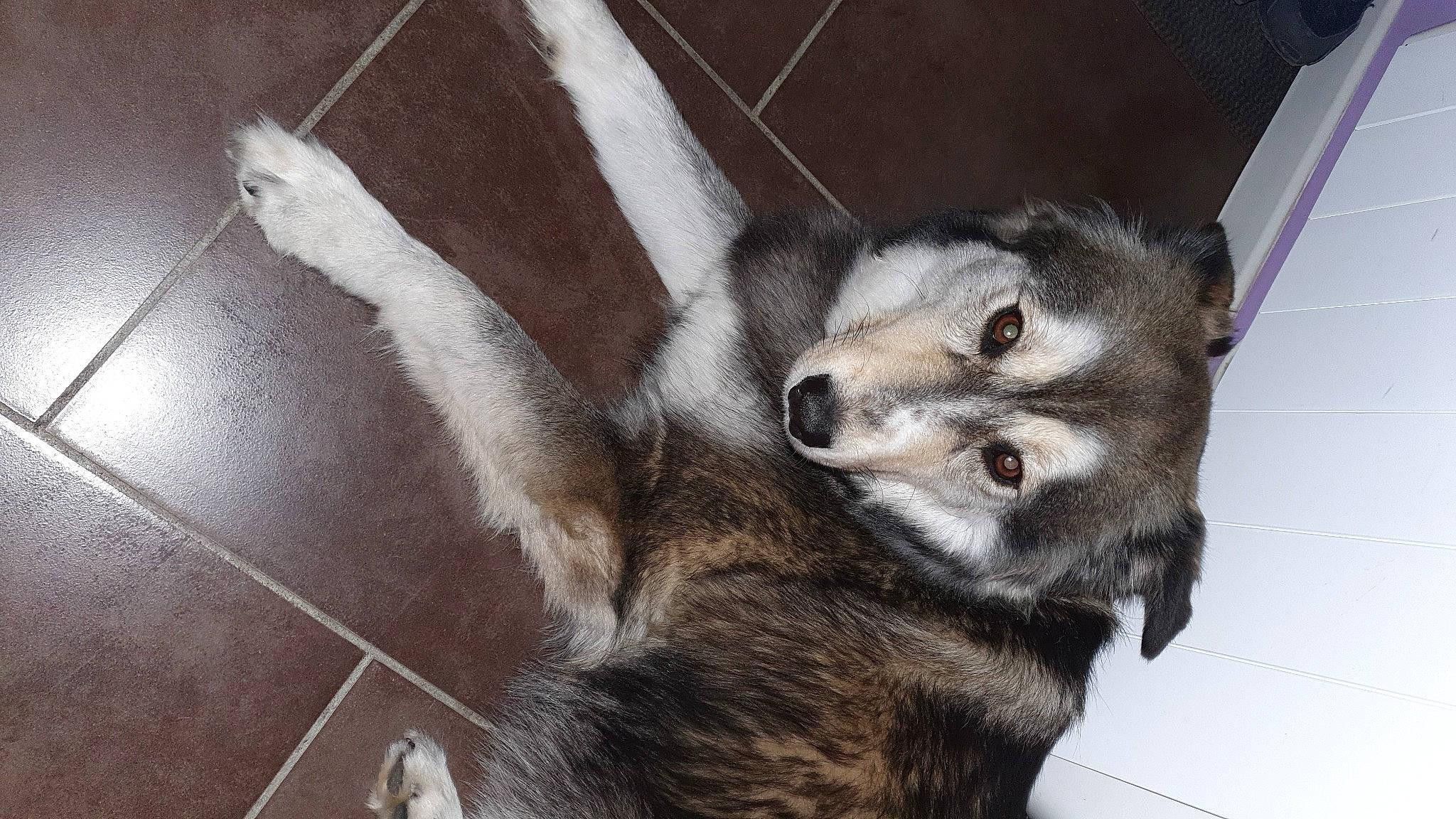 Heiko participe au concours pour gagner de l'argent avec cette photo : canidae, canis, carnivore, claw, companion_dog, dog, dog_breed, felidae, fur, grey, paw, procyonidae, sled_dog, small_to_medium_sized_cats, sporting_group, tail, terrestrial_animal, whiskers, wolf, working_animal