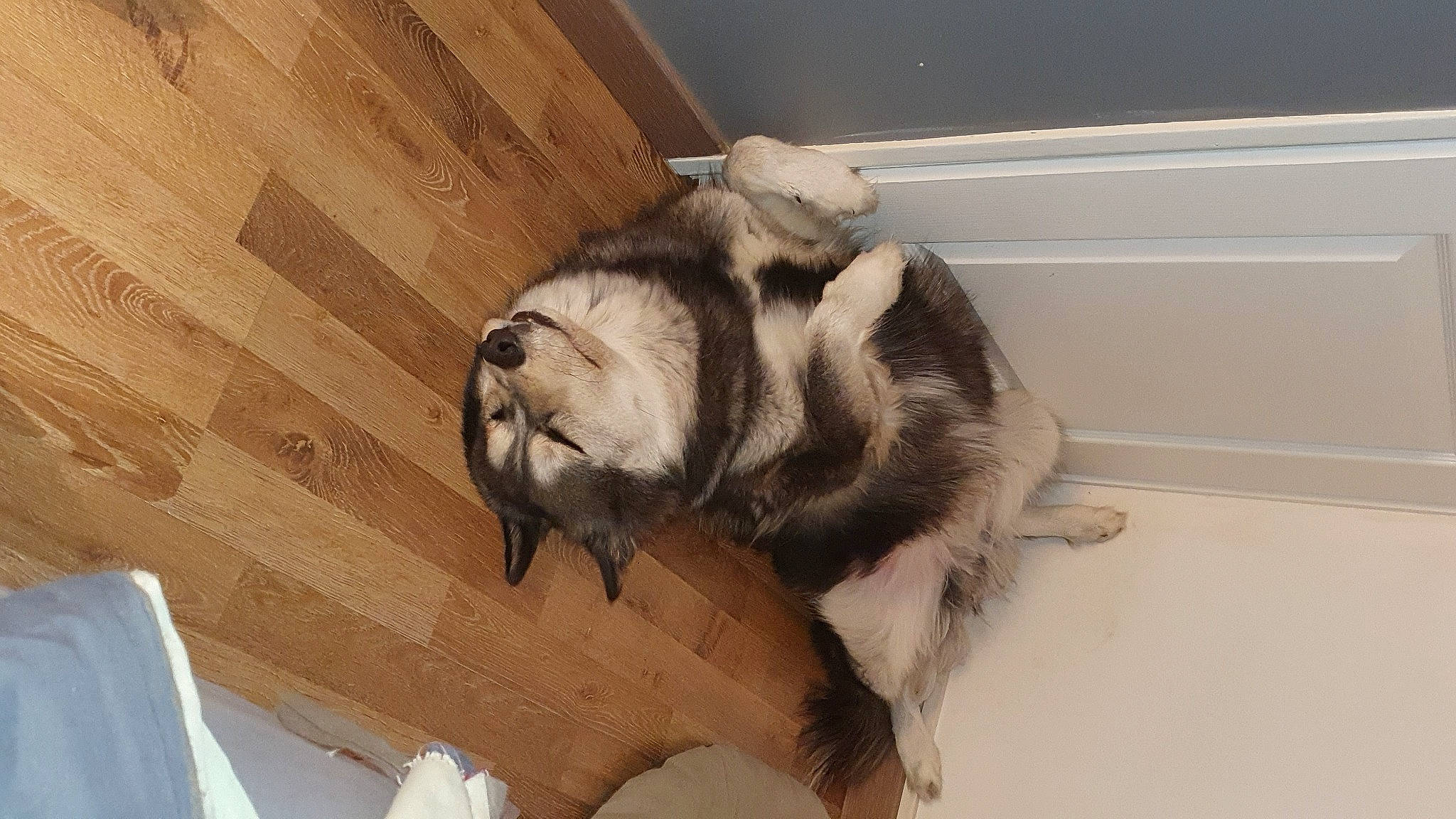 Heiko participe au concours pour gagner de l'argent avec cette photo : canidae, carnivore, comfort, companion_dog, dog, dog_breed, fawn, felidae, flooring, fur, hardwood, paw, pug, small_to_medium_sized_cats, snout, sporting_group, tail, terrestrial_animal, wood, working_animal