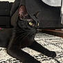 Wasabi is registered to the contest to win money with this photo: black_cat, cat, pet, indoor, animal, feline, green_eyes, whiskers, carpet, living_room, sofa, relaxed, lying_down, fur, portrait, household, cute, domestic, mammal, side_view