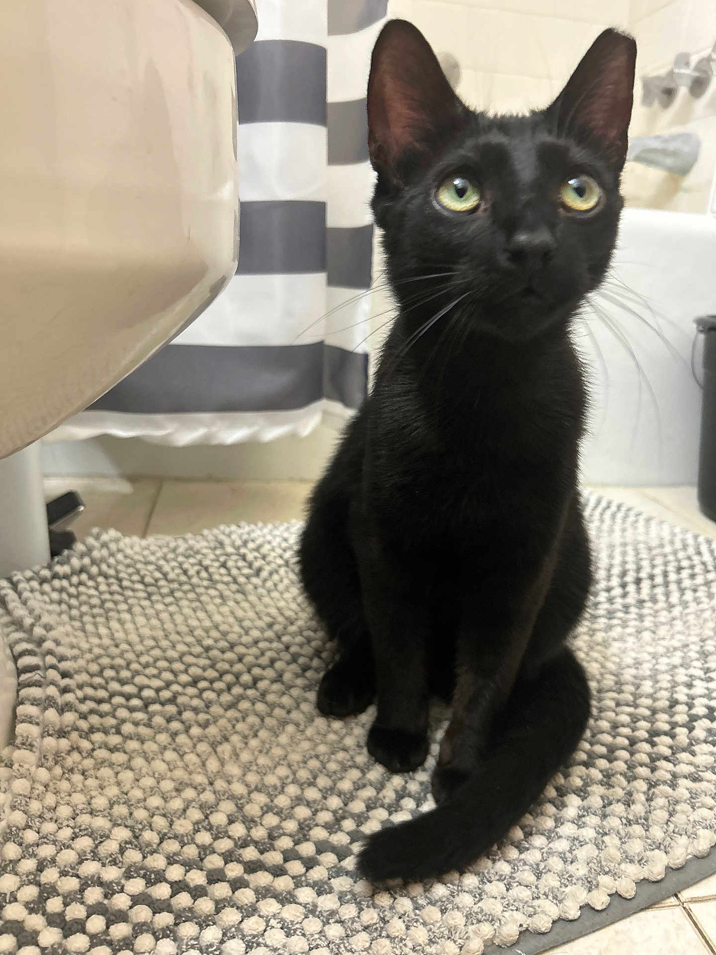 Wasabi is registered to the contest to win money with this photo: black_cat, cat, pet, indoor, bathroom, rug, striped_curtain, curious, sitting, green_eyes, floor, tile_floor, whiskers, tail, domestic_cat, feline, household, closeup, animal, cute