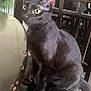 Wasabi is registered to the contest to win money with this photo: cat, black_cat, indoor, chair, table, yellow_eyes, pet, feline, curious, animal, domestic_cat, sitting, fur, whiskers, wooden_chair, houseplant, closeup, looking, domestic_animal, cute