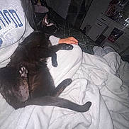 Wasabi is registered to the contest to win money with this photo: black_cat, cat, pet, lap, blanket, person, indoor, cozy, relaxing, sleeping, bedroom, soft, comfort, animal, feline, paw, tail, clothing, sitting, resting