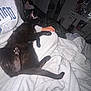 black_cat, cat, pet, lap, blanket, person, indoor, cozy, relaxing, sleeping, bedroom, soft, comfort, animal, feline, paw, tail, clothing, sitting, resting