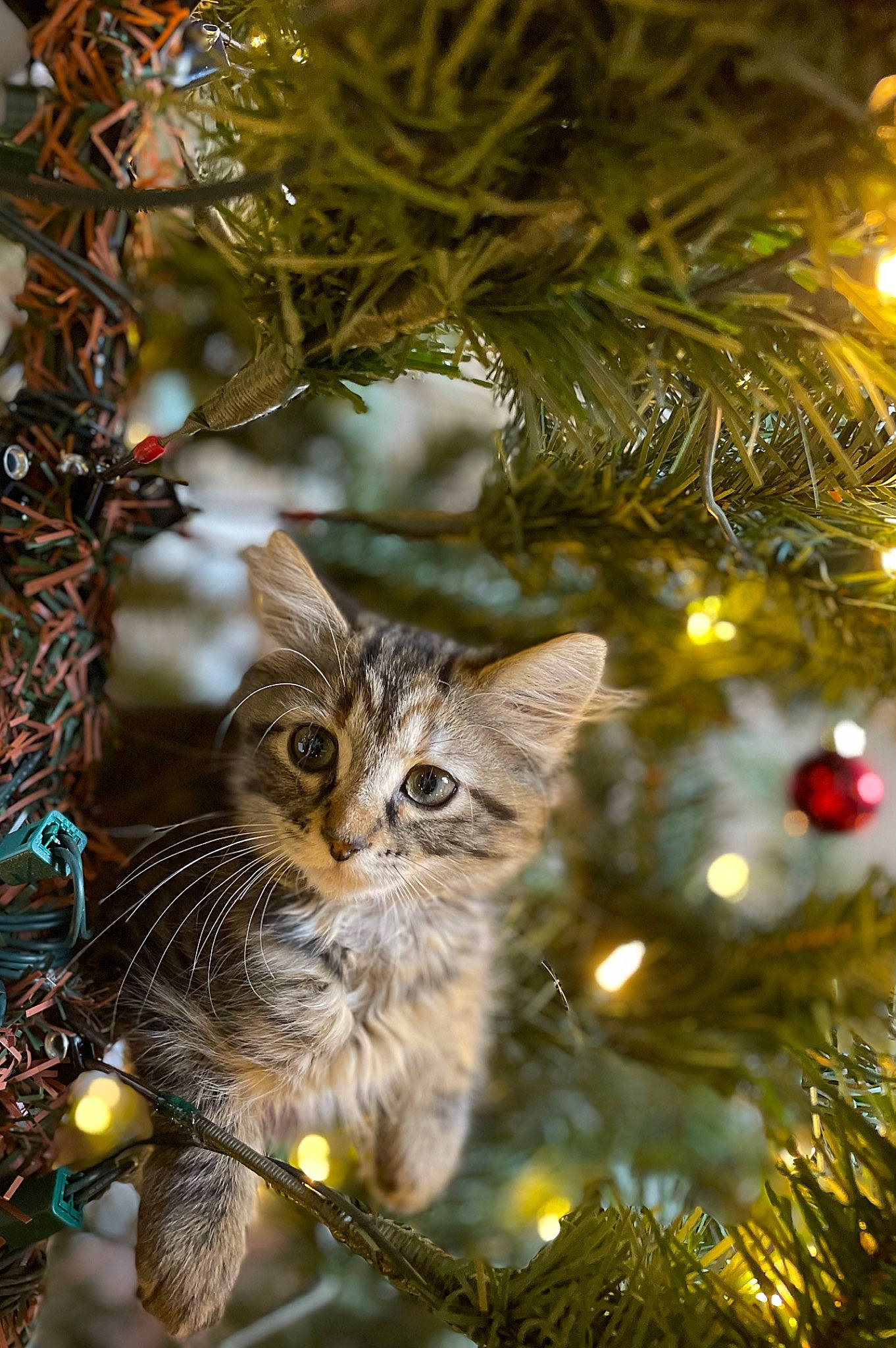 Harmony is registered to the contest to win money with this photo: branch, carnivore, cat, christmas_decoration, christmas_ornament, christmas_tree, event, evergreen, fawn, felidae, grass, holiday_ornament, larch, light, nature, plant, small_to_medium_sized_cats, tree, twig, whiskers