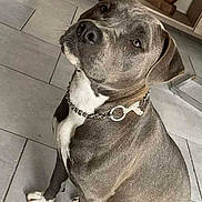 Wina participe au concours pour gagner de l'argent avec cette photo : canine, chain_collar, collar, dog, floor, funny_expression, gray_coat, head_tilt, home, indoors, looking_at_camera, pet, photograph, pit_bull, portrait, sitting, tile_floor, white_chest, white_paws, wooden_horse