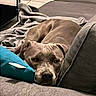 blanket, brown_fur, couch, cozy, dog, eyes, face, game_controller, home, indoors, living_room, nose, pet, pillow, pit_bull, portrait, relaxed, resting, sleeping, sofa