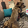 Wina a rejoint le concours — aidez-le/la à gagner de superbes lots ! blanket, brick_wall, brown_dog, canine, collar, computer, couch, cozy, cushion, dog, home, indoors, laptop, living_room, looking_back, pet, portrait, profile, short_hair, sitting