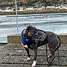 Wina participe au concours pour gagner de l'argent avec cette photo : blue_sweater, canine, dark_coat, daylight, dog, harbor, houses, leash, muzzle, outdoor, portrait, railing, scenic, shoreline, short_hair, standing, village, water, waterfront, white_paws