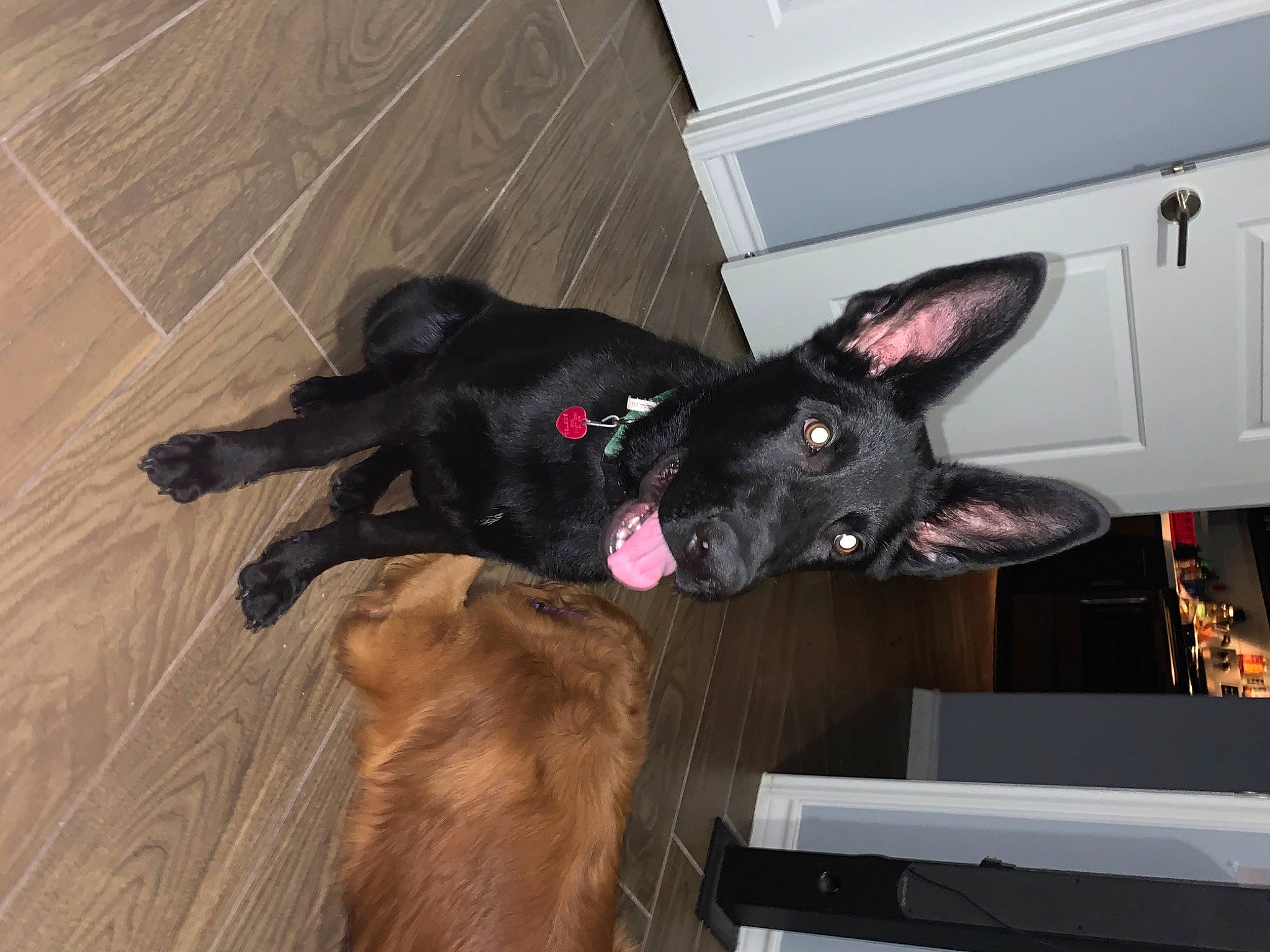 Dex is registered to the contest to win money with this photo: canidae, carnivore, dog, dog_breed, ear, formosan_mountain_dog, mammal, snout, sporting_group