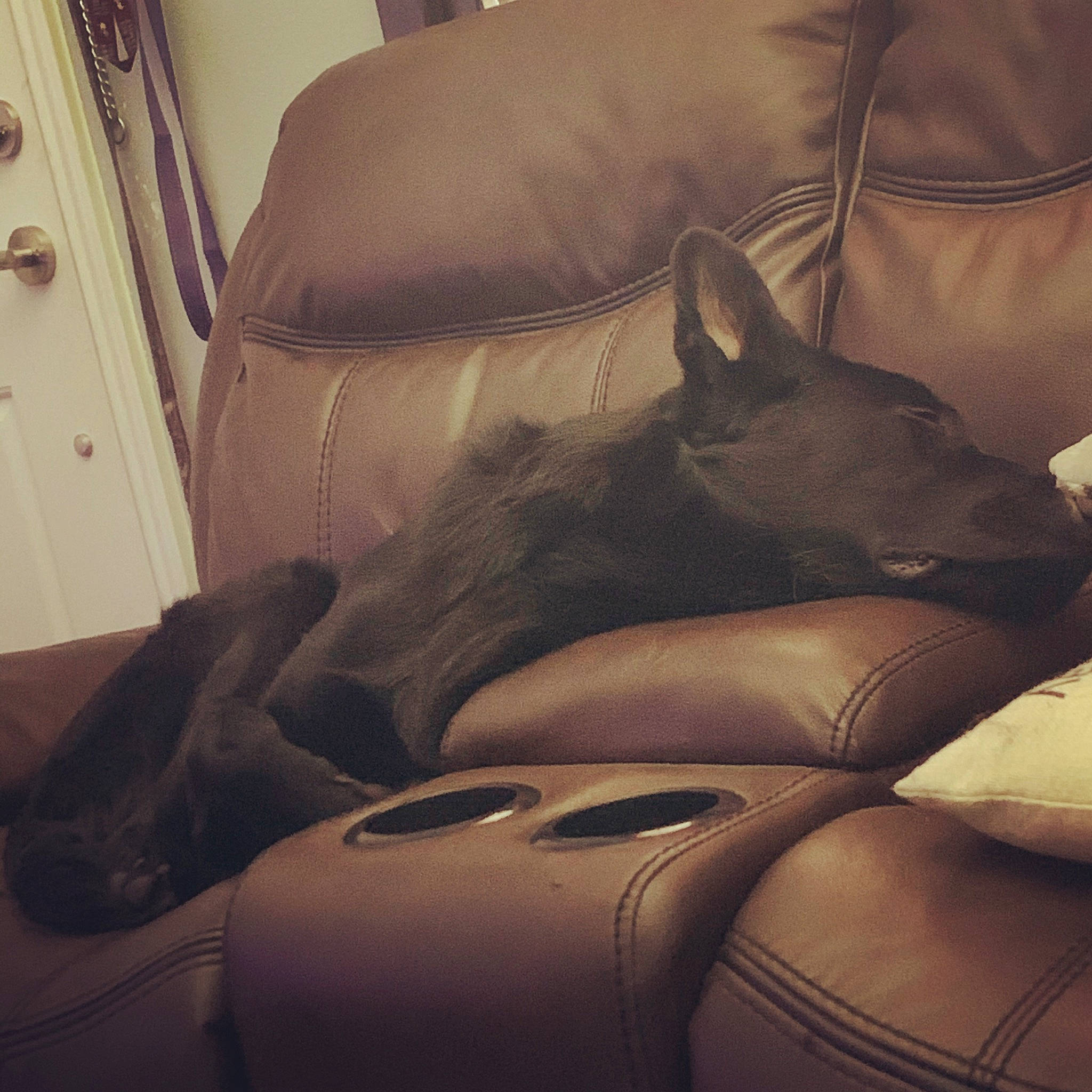 Dex is registered to the contest to win money with this photo: canidae, carnivore, comfort, companion_dog, couch, furniture, leather, nap, non_sporting_group, pillow, room, textile