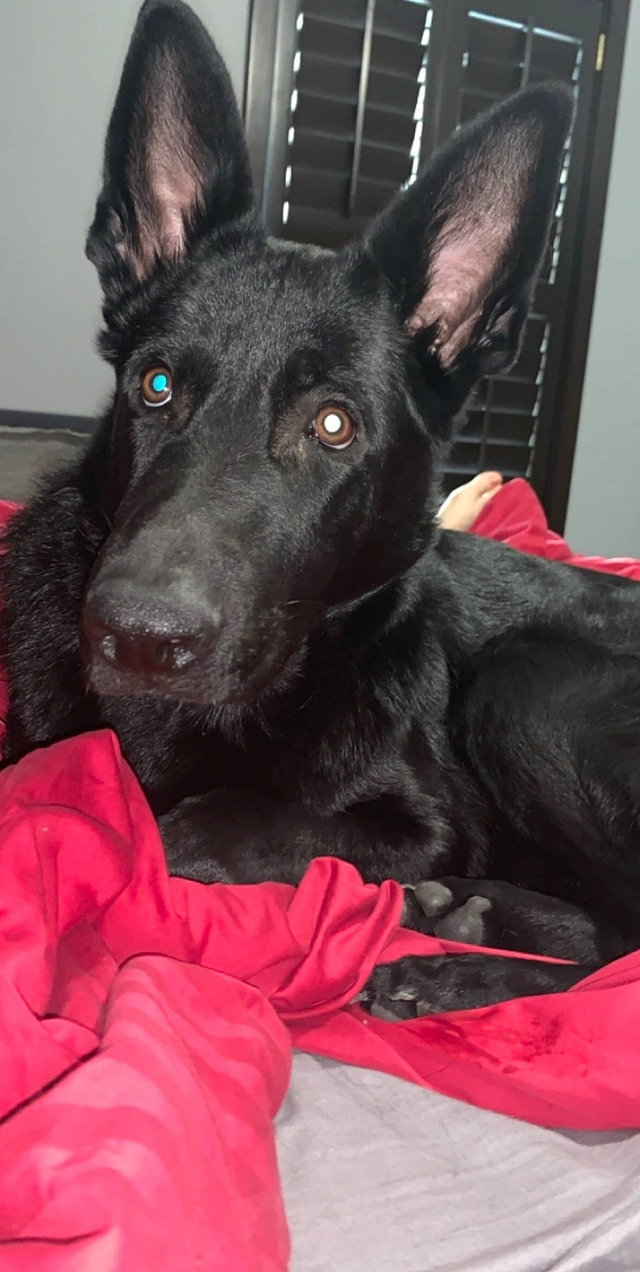 Dex joined the competition — help win amazing prizes! canidae, carnivore, dog, dog_breed, dutch_shepherd_dog, ear, formosan_mountain_dog, mammal, patterdale_terrier, rare_breed_dog, snout, sporting_group, vertebrate