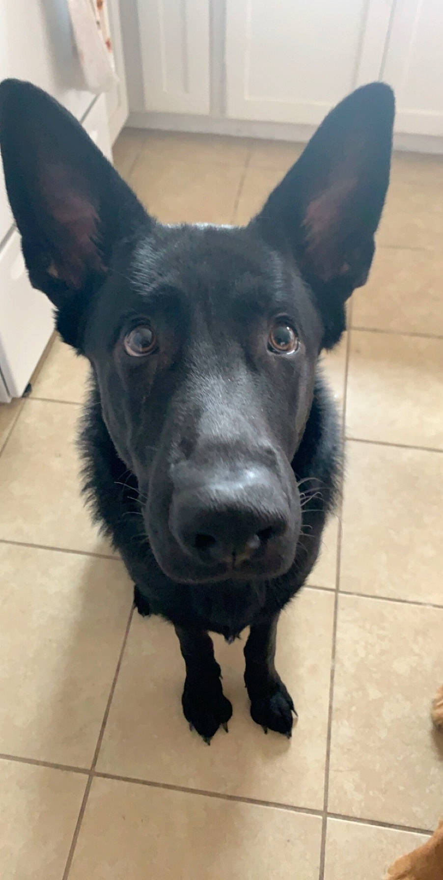 Dex is registered to the contest to win money with this photo: australian_kelpie, black_norwegian_elkhound, canidae, carnivore, dog, dog_breed, formosan_mountain_dog, mammal, rare_breed_dog, snout, sporting_group, vertebrate