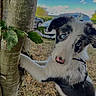 Bellamie a rejoint le concours — aidez-le/la à gagner de superbes lots ! puppy, dog, tree, blue_eyes, outdoor, grass, car, sky, clouds, black_and_white, curious, animal, nature, leaf, pet, young_dog, daytime, close_up, playful, canine