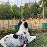 Bellamie a rejoint le concours — aidez-le/la à gagner de superbes lots ! dog, puppy, leash, grass, fence, chickens, wire_fence, outdoor, nature, trees, animals, pets, back_view, field, summer, daytime, watching, curious, rural, farm