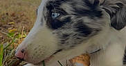 Bellamie a rejoint le concours — aidez-le/la à gagner de superbes lots ! puppy, dog, grass, blue_eyes, outdoor, animal, pet, close_up, nature, black_and_white, chewing, young_dog, collar, cute, lying_down, nose, ears, daylight, cars, background