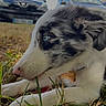 puppy, dog, grass, blue_eyes, outdoor, animal, pet, close_up, nature, black_and_white, chewing, young_dog, collar, cute, lying_down, nose, ears, daylight, cars, background