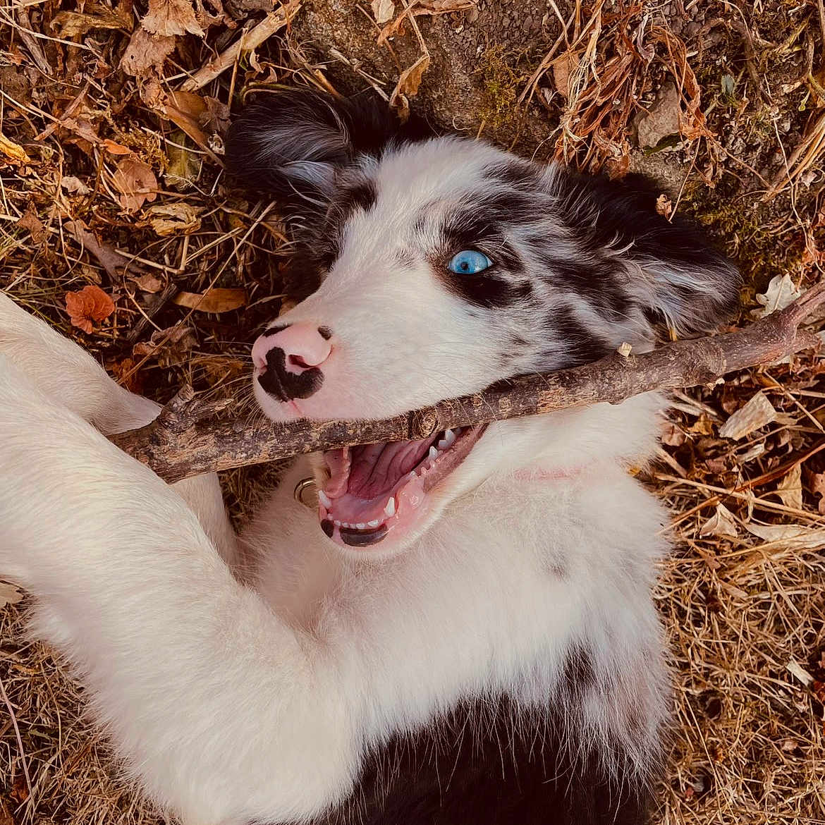 Bellamie a rejoint le concours — aidez-le/la à gagner de superbes lots ! puppy, dog, black_and_white, blue_eyes, stick, playing, outdoor, leaves, twigs, nature, grass, cute, animal, fur, pet, joyful, lying_down, mouth_open, chewing, happy