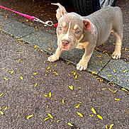 Baya Ace participe au concours pour gagner de l'argent avec cette photo : animal, autumn, blue_eyes, brown_and_white, collar, daylight, dog, fallen_leaves, leash, outdoor, pavement, pet, pit_bull, portrait, puppy, red_car, short_hair, sidewalk, standing, wheel