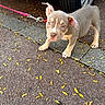 animal, autumn, blue_eyes, brown_and_white, collar, daylight, dog, fallen_leaves, leash, outdoor, pavement, pet, pit_bull, portrait, puppy, red_car, short_hair, sidewalk, standing, wheel