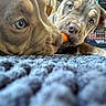 animal_photography, blanket, blue_eyes, carpet, carrot, close_up, cute, dogs, gray_dogs, indoor, lying_down, pet_portrait, playful, puppies, sharing, short_coat, snout, treat, two_dogs, wrinkled
