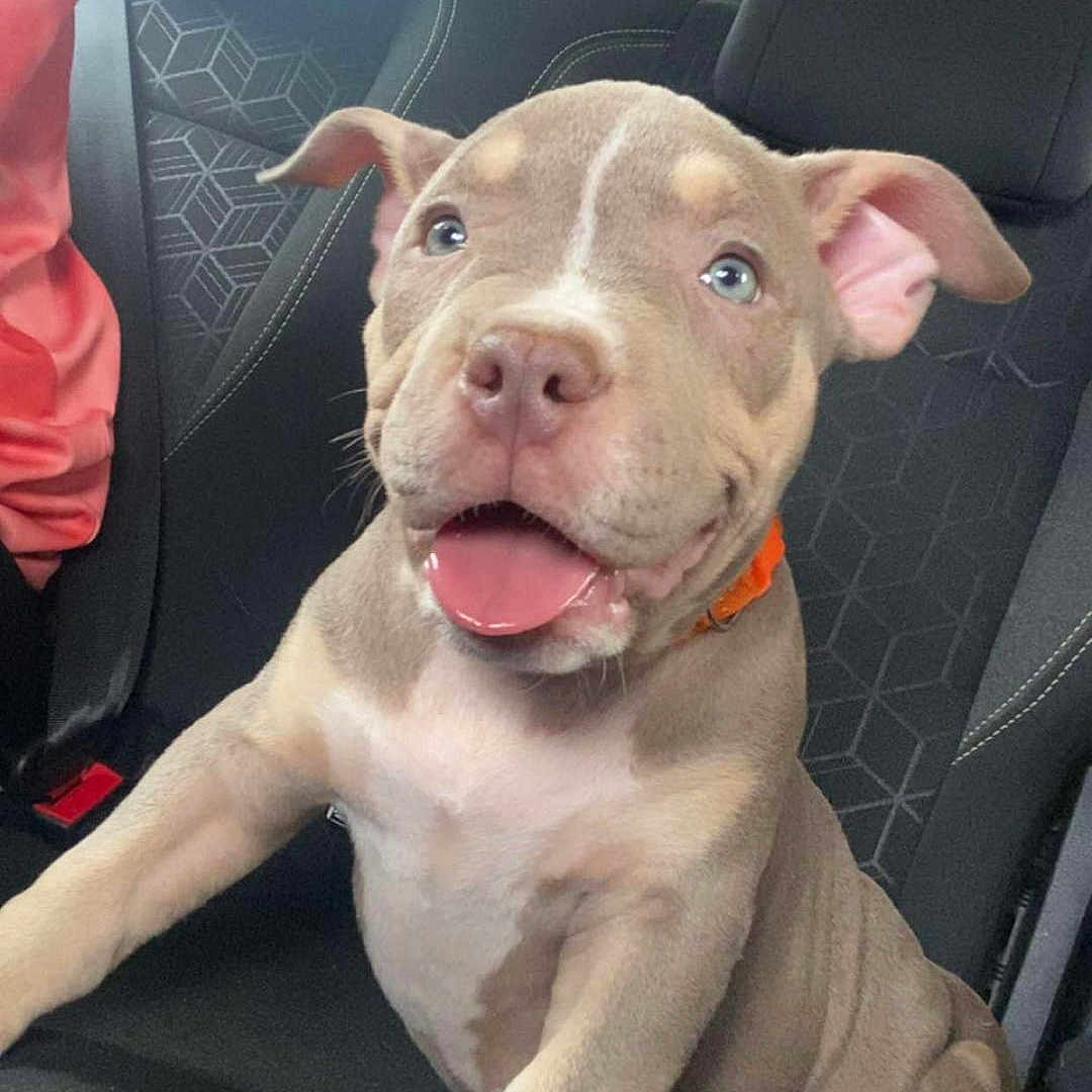 Baya Ace a rejoint le concours — aidez-le/la à gagner de superbes lots ! backseat, brown_fur, car, cute, dog, floppy_ears, happy, indoors, open_mouth, orange_collar, paws, pet, pit_bull, portrait, puppy, short_hair, sitting, smiling, tongue_out, vehicle