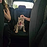 Baya Ace a rejoint le concours — aidez-le/la à gagner de superbes lots ! backseat, brown_fur, car, collar, dog, hand, human, interior, passenger, petting, pit_bull, portrait, puppy, road_trip, seat, sitting, smiling, tongue, vehicle, window