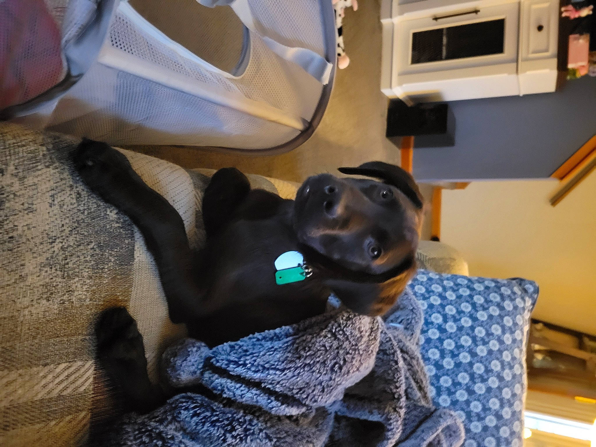 Shiloh is registered to the contest to win money with this photo: borador, canidae, carnivore, comfort, companion_dog, dog, dog_breed, fur, guard_dog, machine, non_sporting_group, peripheral, room, sitting, sporting_group, working_animal