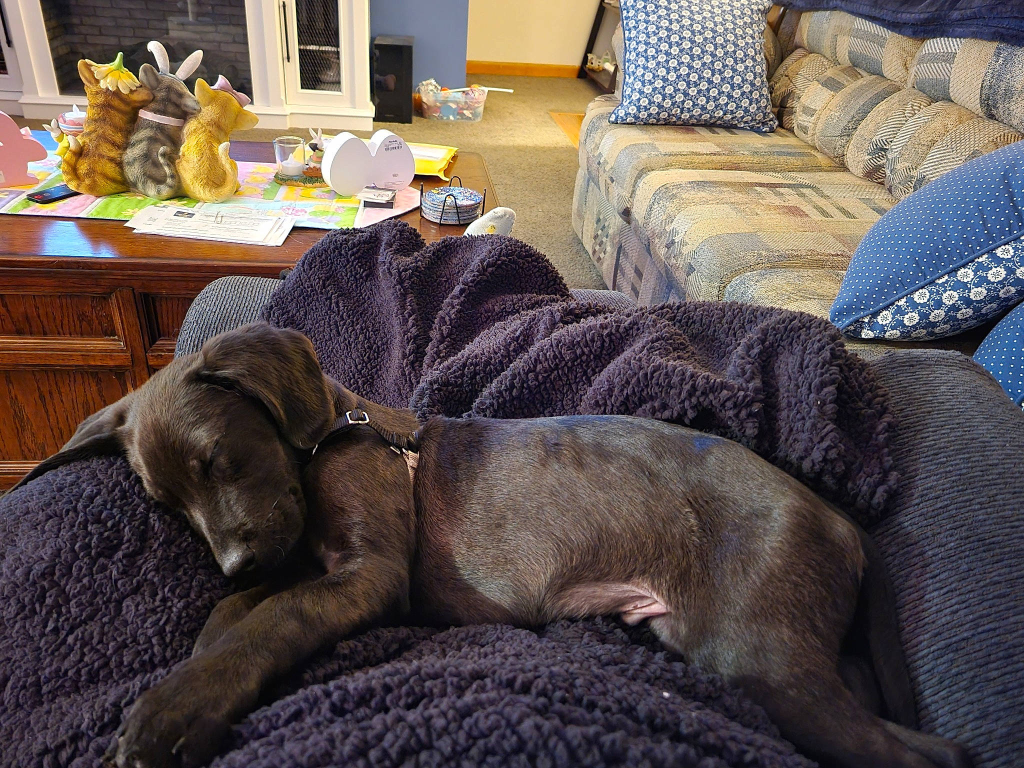 Shiloh joined the competition — help win amazing prizes! carnivore, comfort, companion_dog, couch, dog, dog_breed, flooring, furniture, grey, hardwood, houseplant, linens, liver, living_room, room, studio_couch, table, terrestrial_animal, wood, working_animal