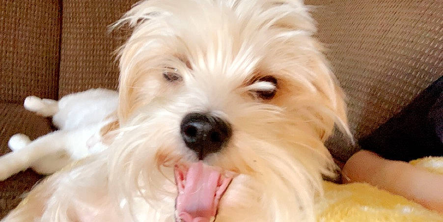 Maggie is registered to the contest to win money with this photo: bichon, bolonka, canidae, carnivore, companion_dog, coton_de_tulear, dog, dog_breed, havanese, kyi_leo, maltepoo, maltese, mammal, morkie, puppy, puppy_love, schnoodle, terrier, vertebrate, west_highland_white_terrier