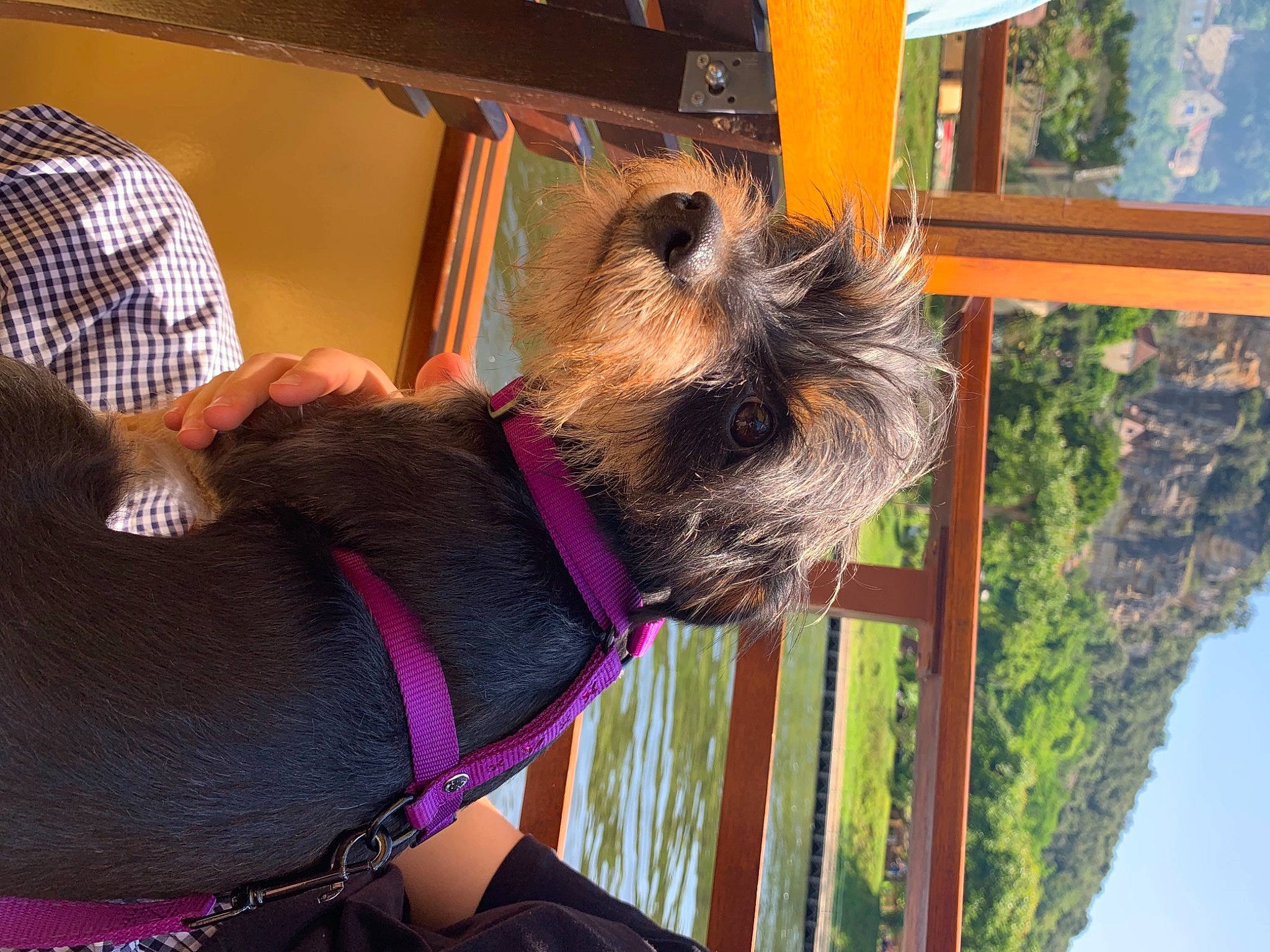 Crotte a rejoint le concours — aidez-le/la à gagner de superbes lots ! canidae, carnivore, collar, companion_dog, dog, dog_breed, dog_collar, dog_supply, fawn, fur, pet_supply, sky, sleeve, small_terrier, snout, sporting_group, tartan, terrier, wood, working_animal