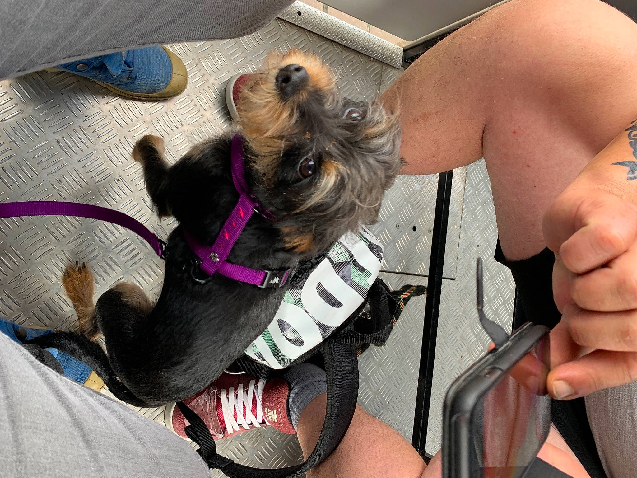 Crotte participe au concours pour gagner de l'argent avec cette photo : carnivore, collar, companion_dog, dog, dog_breed, dog_clothes, dog_collar, dog_supply, eyewear, fashion_accessory, fawn, gesture, leash, nail, pet_supply, selfie, snout, thumb, toy_dog, wrist