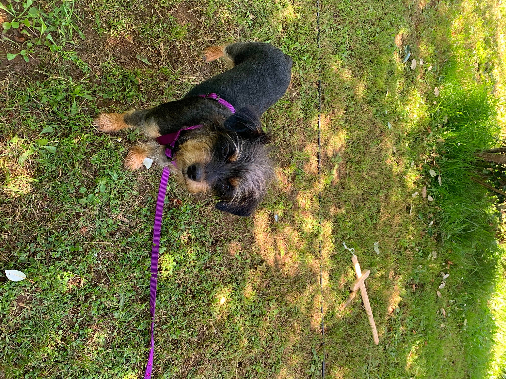 Crotte a rejoint le concours — aidez-le/la à gagner de superbes lots ! canidae, carnivore, companion_dog, dog, dog_breed, fawn, garden, grass, grass_family, groundcover, lawn, plant, shadow, shrub, soil, sporting_group, tail, terrier, toy_dog, water_dog