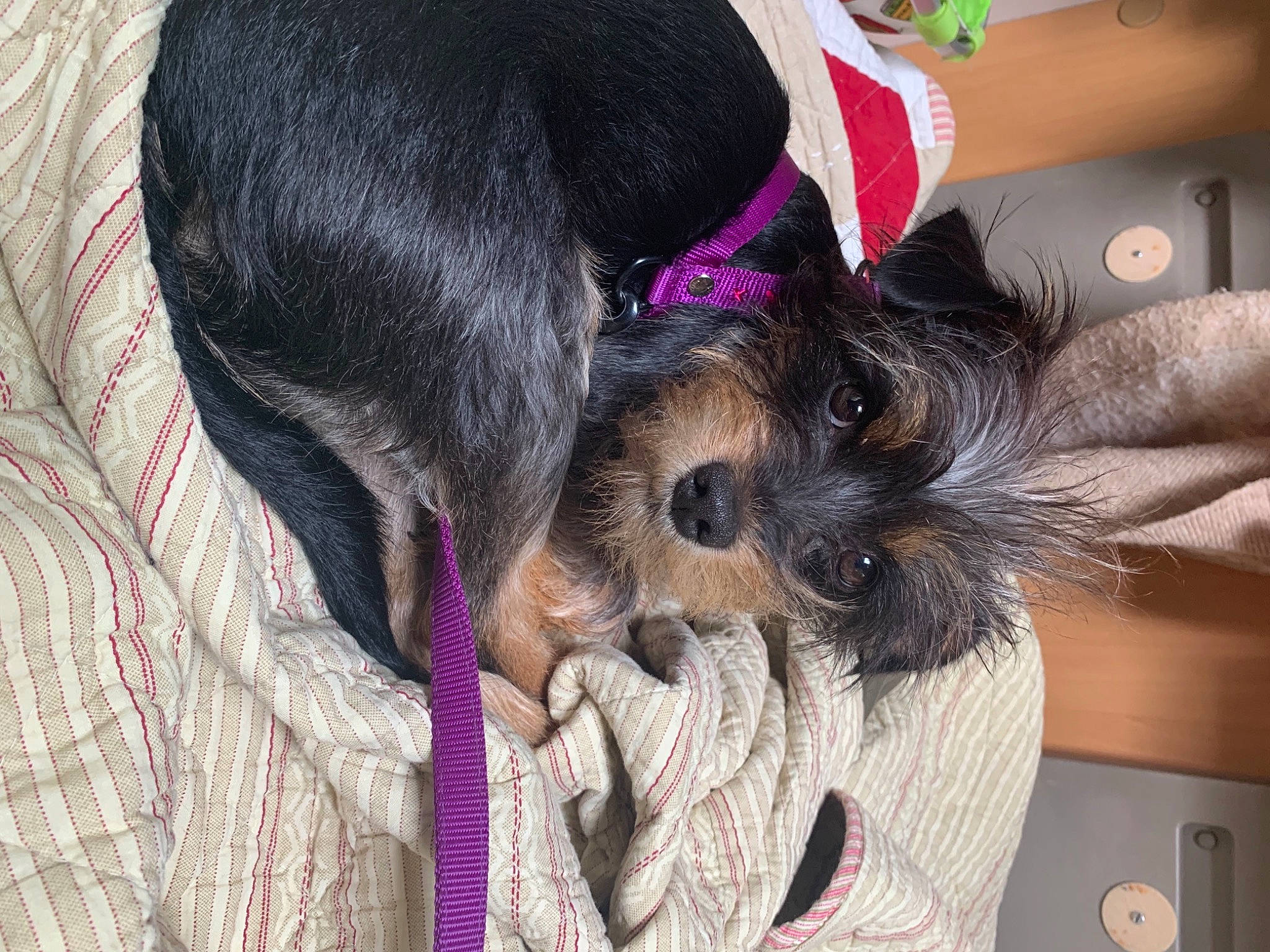 Crotte participe au concours pour gagner de l'argent avec cette photo : canidae, carnivore, collar, comfort, companion_dog, dog, dog_breed, dog_collar, dog_supply, ear, fashion_accessory, fawn, fur, liver, pet_supply, snout, sporting_group, toy_dog, vertebrate, working_animal